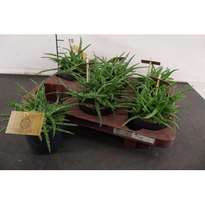 Aloe 10.5 Cm. P. Spider