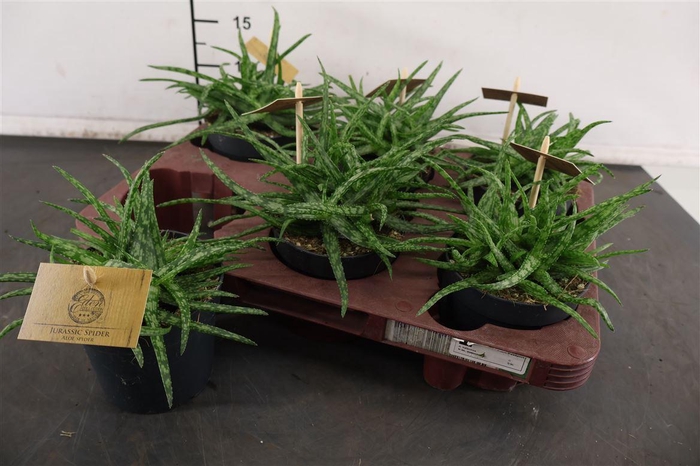 <h4>Aloe 10.5 Cm. P. Spider</h4>