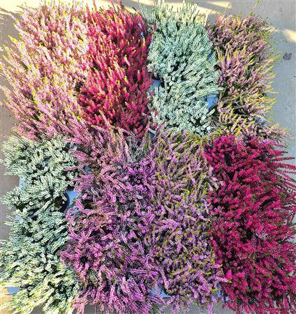 <h4>Callu Mixk 6 Kl</h4>