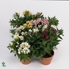 Alstroemeria Pr Lilies Gemen