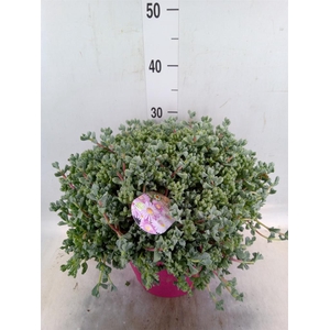 Lampranthus roseus