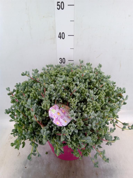 <h4>Lampranthus roseus</h4>