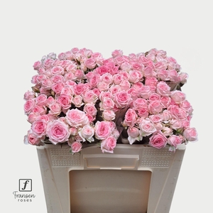 Rosa TR 'Kate-lynn' FRANSEN