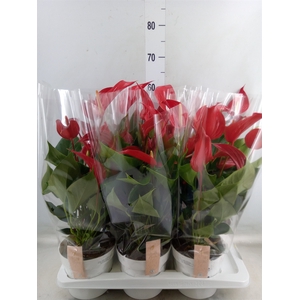 Anthurium  'Banderola Roja'