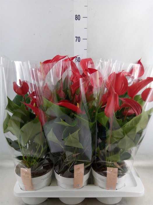 <h4>Anthurium  'Banderola Roja'</h4>