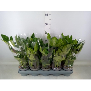 Fatsia japonica   ...