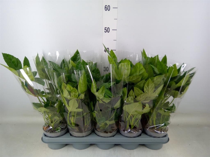 <h4>Fatsia japonica   ...</h4>