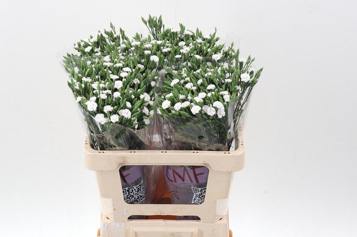 <h4>Di Raffine Lois</h4>