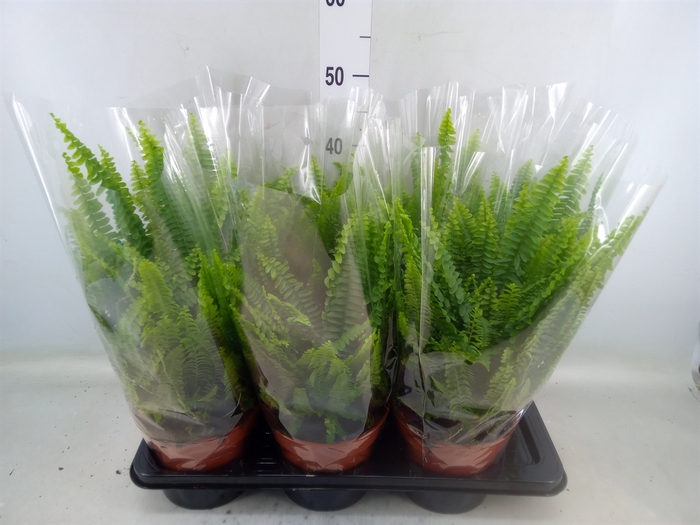 <h4>Nephrolepis exal. 'Green Lady'</h4>