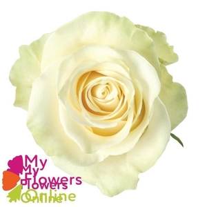 R Gr Mondial White 50cm EC