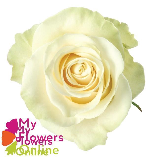 R Gr Mondial White 60cm EC