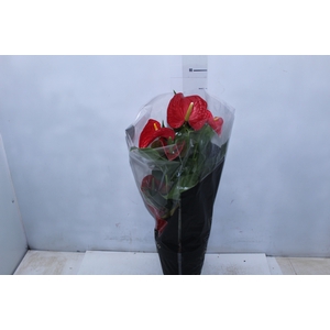 ANTHURIUM MICHIGAN P17 PREMIUM