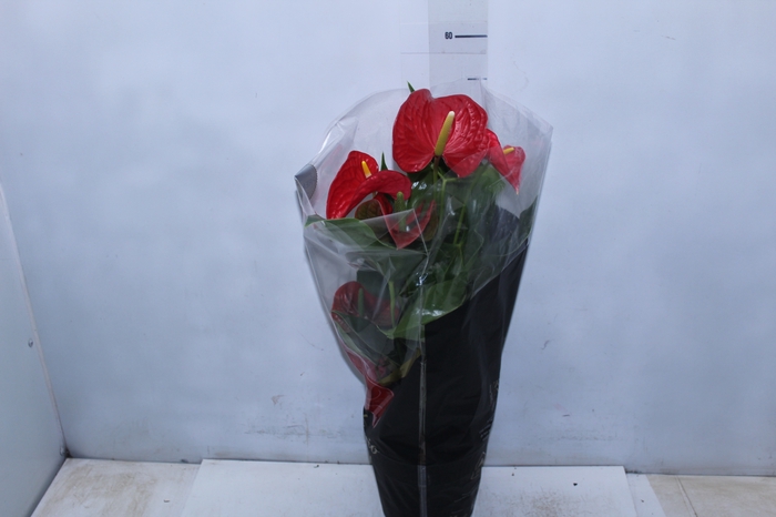 <h4>ANTHURIUM MICHIGAN P17 PREMIUM</h4>
