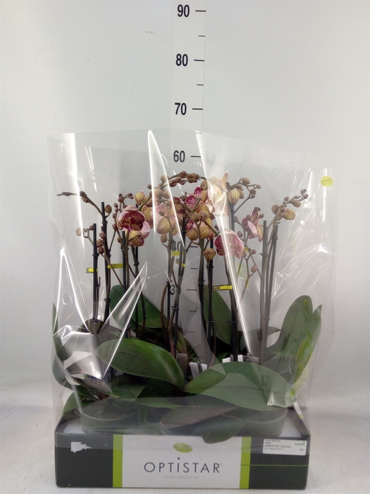<h4>Phalaenopsis   ...red</h4>