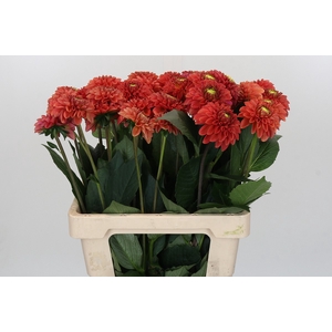 Dahlia Orange Fox