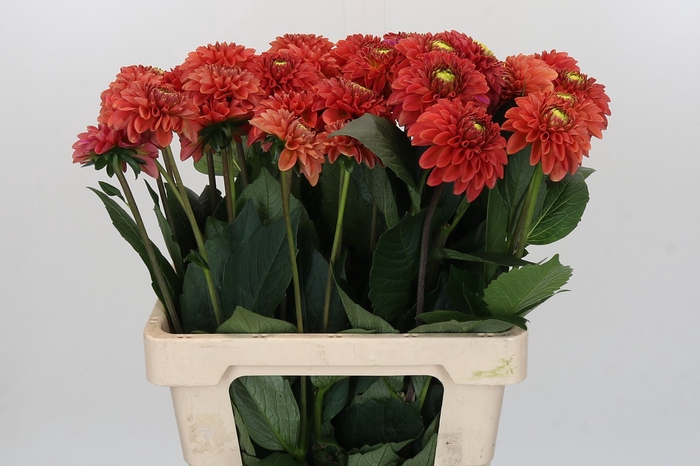 <h4>Dahlia Orange Fox</h4>