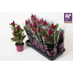 Celosia deep purple 12Ø 34cm