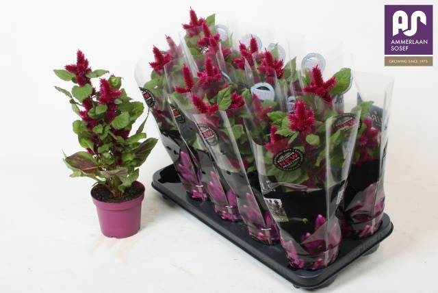 Celosia deep purple 12Ø 34cm