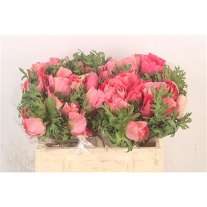 Anem Mistral Shocking X25