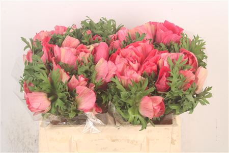 <h4>Anem Mistral Shocking X25</h4>