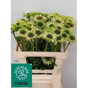 ECHI GREEN JEWEL