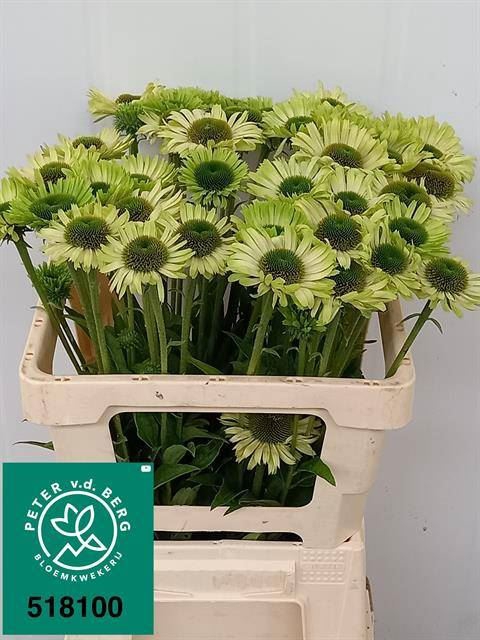 <h4>ECHI GREEN JEWEL</h4>