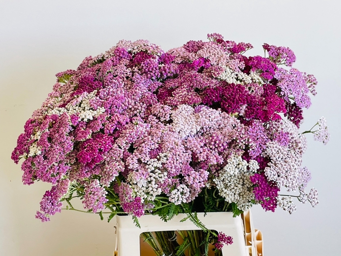 <h4>ACHIL M MCL PINK</h4>