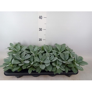 Senecio cephal. 'Mountain Fire'