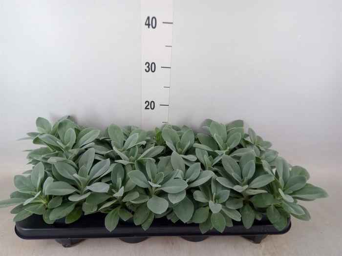 <h4>Senecio cephal. 'Mountain Fire'</h4>