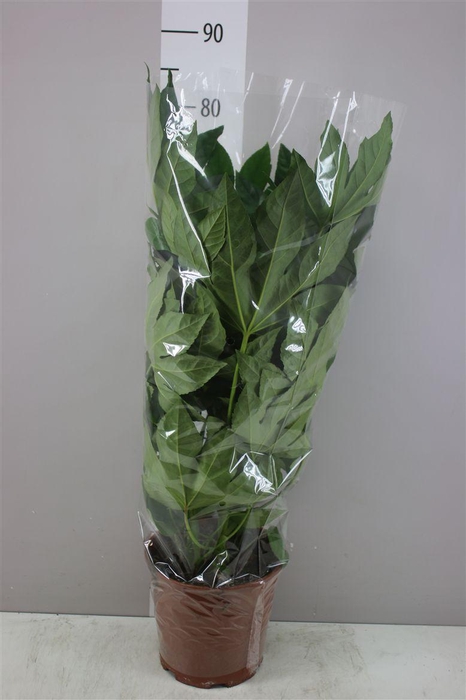 <h4>Fatsia Japonica</h4>