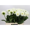 Dahlia Boom Boom White