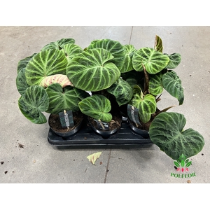 Philodendron Verrucosum Incensi 14Ø 40cm