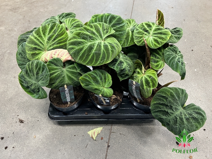 Philodendron Verrucosum Incensi 14Ø 40cm