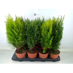 Conifers   ...mix