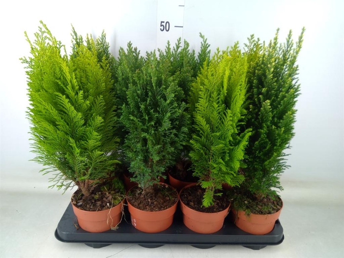 <h4>Conifers   ...mix</h4>