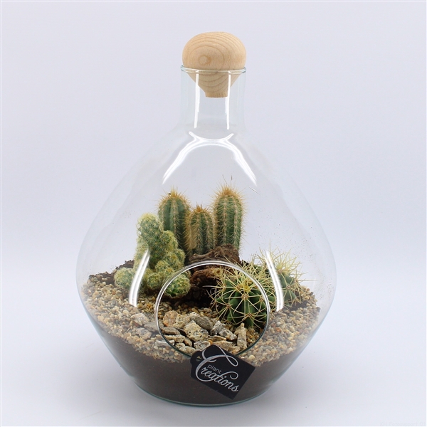 CTCR-2423 Cactus Essentials Terrarium