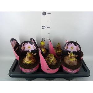 Hippeastrum DI 'Picotee'