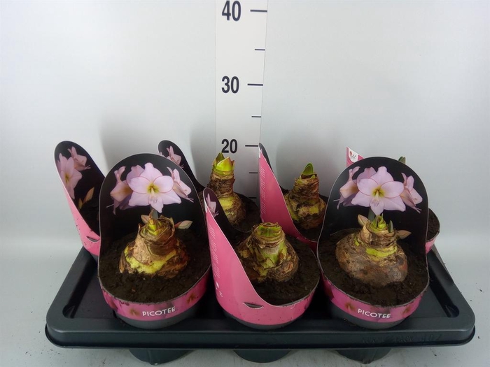 <h4>Hippeastrum DI 'Picotee'</h4>