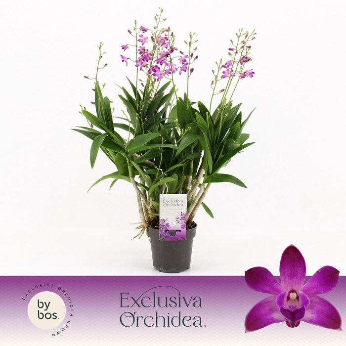 <h4>Dendrobium, Berry Oda XXL 12+ spike 'Exclusiva Orchidea'</h4>