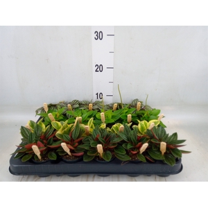Peperomia   ...mix