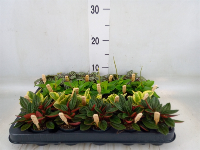 <h4>Peperomia   ...mix</h4>