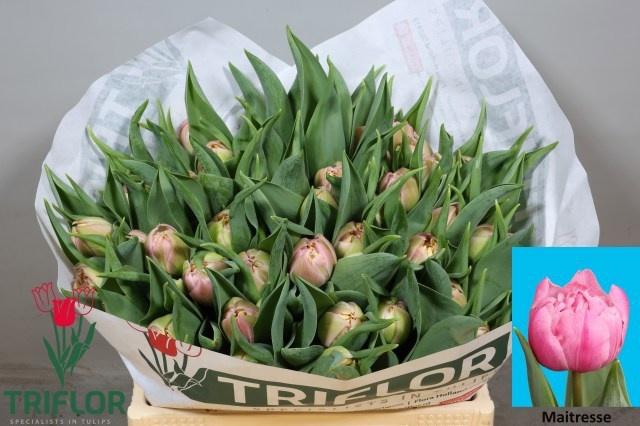 <h4>TU DU MAITRESSE</h4>