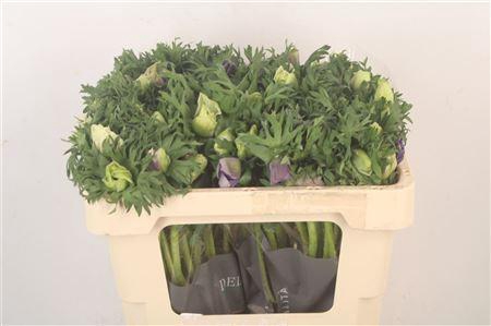 <h4>Anemone Galil Pastel</h4>