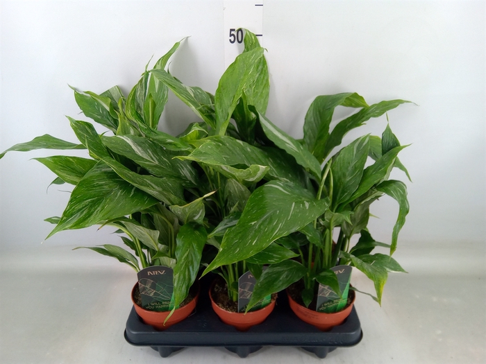<h4>Spathiphyllum  'Diamond'</h4>
