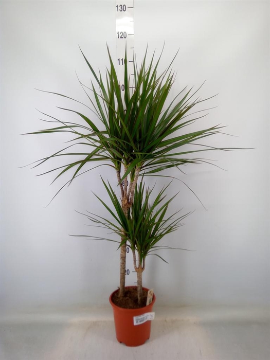 <h4>Dracaena marg.</h4>