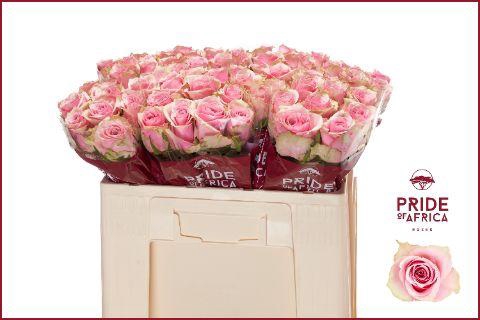 <h4>R GR ATHENA ROYALE</h4>