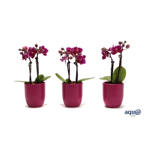 Hugo Lavender Tiny Dolls Paars 2T10+ Aqu@