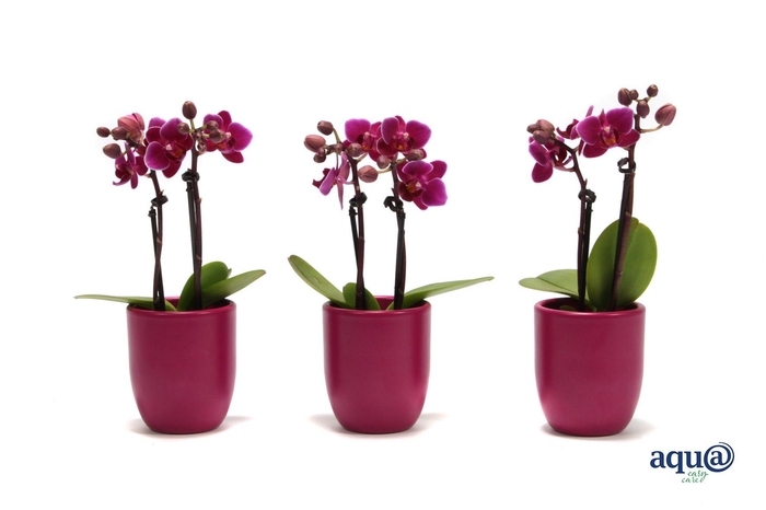 <h4>Hugo Lavender Tiny Dolls Paars 2T10+ Aqu@</h4>