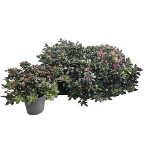 RHODO SI GEM