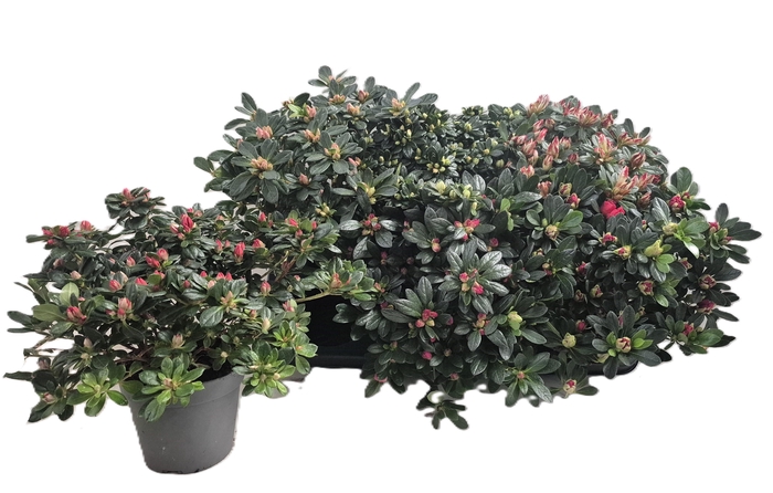 <h4>RHODO SI GEM</h4>